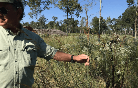 springdale land and game management