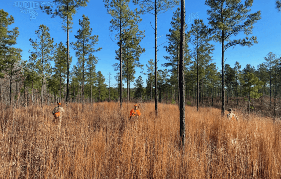 springdale land and game management